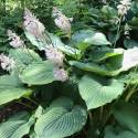Hosta 'Empress Wu'