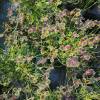 Trifolium repens "Leonore"
