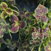 Trifolium repens "Leonore"