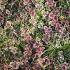 Trifolium repens 'Estelle'