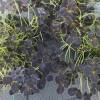Trifolium repens 'Dark Debbie'