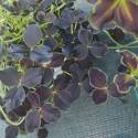 Trifolium repens 'Dark Debbie'