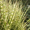 Miscanthus sinensis 'Gold Bar'