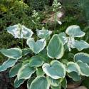 Hosta 'American Halo'