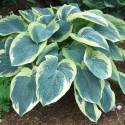 Hosta 'American Halo'