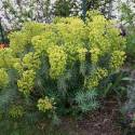 Euphorbia characias ssp. wulfenii
