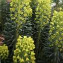 Euphorbia characias ssp. wulfenii