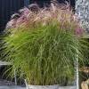 Miscanthus "Red Cloud"