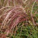Miscanthus "Red Cloud"
