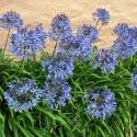 Agapanthus "Blue Globe"