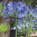 Agapanthus "Blue Globe"