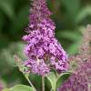 Buddleja 'Butterfly Candy Little Pink'