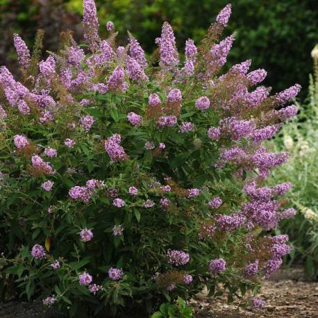 Buddleja 'Butterfly Candy Little Pink'