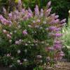 Buddleja 'Butterfly Candy Little Pink'