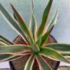 Yucca gloriosa “Tricolor”