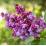 Syringa vulgaris 'Charles Joly'