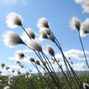 Eriophorum vaginatum
