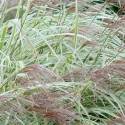 Miscanthus sinensis 'Variegatus'