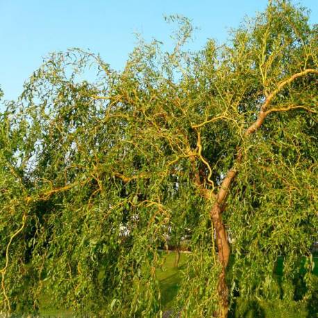 Salix babylonica var. pekinensis ‘Tortuosa’ (salice tortuoso, s. contorto)