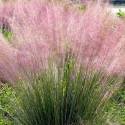 Muhlenbergia capillaris