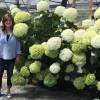 Hydrangea arborescens 'Incrediball'