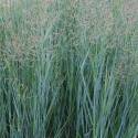 Panicum virgatum 'Heavy Metal'