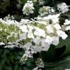 Hydrangea quercifolia "Alice"