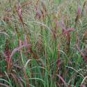 Panicum virgatum 'Heavy Metal'