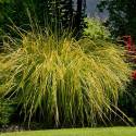 Carex elata “Aurea”