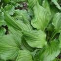 Hosta 'Bridegroom'