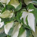 Hosta 'Fire and Ice'