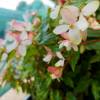 Begonia richmondensis 'Alba'