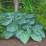 Hosta 'Jurassic Park' (gigante)
