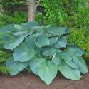 Hosta 'Jurassic Park'