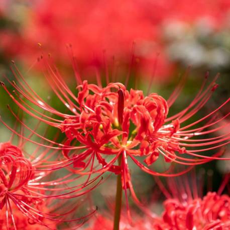 Comprare Lycoris radiata semi di fiore 240pcs della pianta del fiore Lycoris radiata Garden