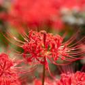 Lycoris radiata