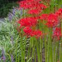 Lycoris radiata