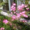 Calliandra surinamensis "Dixie Pink"