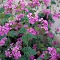 Lunaria annua