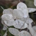 Lunaria annua