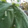 Begonia hispida var. cucullifera