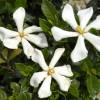 Gardenia jasminoides 'Pinwheel'