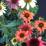 Echinacea purpurea "Cheyenne Spirit"