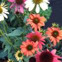 Echinacea purpurea "Cheyenne Spirit"