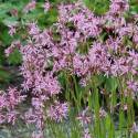 Lychnis flos-cuculi