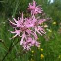 Lychnis flos-cuculi
