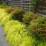 Hakonechloa macra 'All Gold'