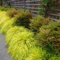 Hakonechloa macra 'All Gold'