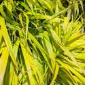 Hakonechloa macra 'All Gold'