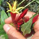 Spigelia marilandica 'Little Redhead'